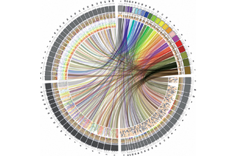 Similarities of the genomes of four species: humans, chimpanzee, mouse and zebrafish. Each line connects two similar DNA sequences between a human an animal chromosome.